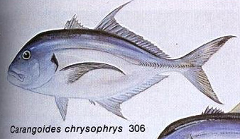 Carangoides chrysophrys